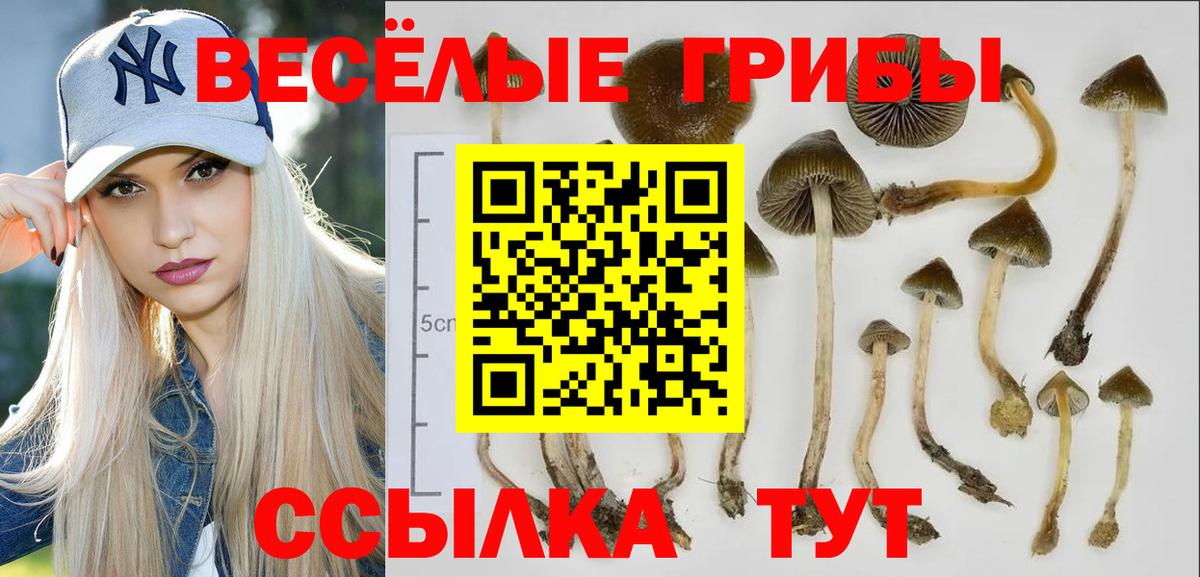 Псилоцибиновые грибы Cubensis Владимир